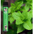 Cool Mint 